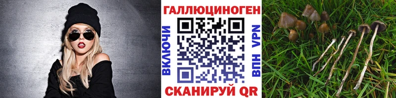 Псилоцибиновые грибы Psilocybine cubensis Татарск